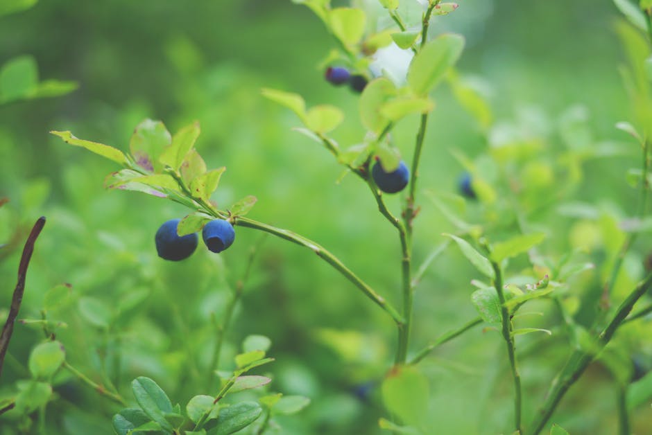 Young fruit orchard planted by Cyhecey experts