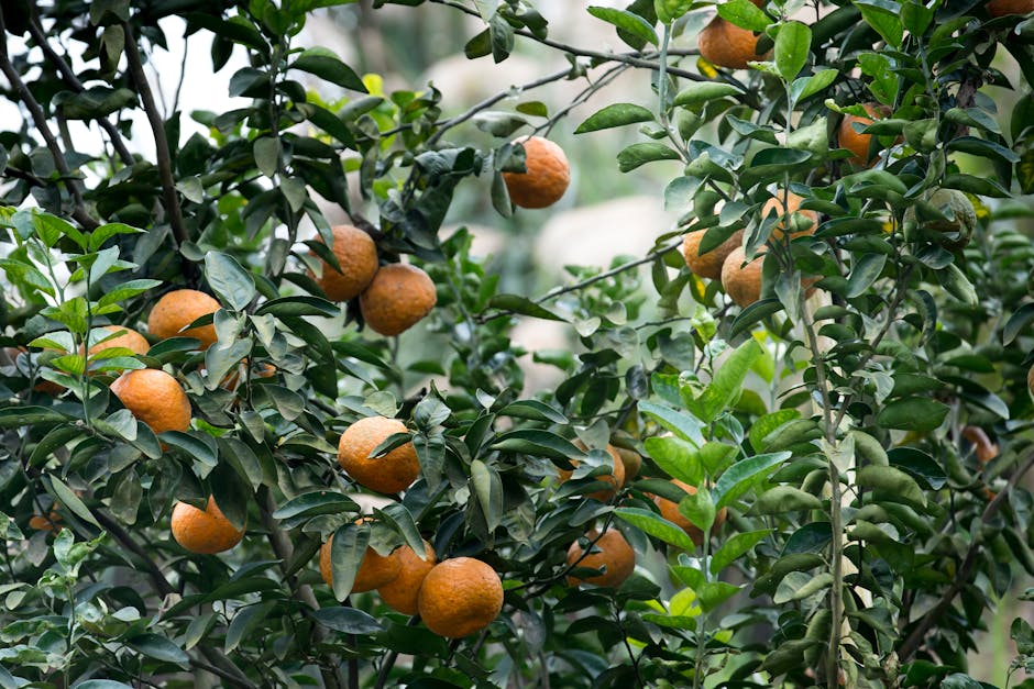 Beautiful orchard with precisely planted fruit trees in perfect rows with sunlight filtering through the branches